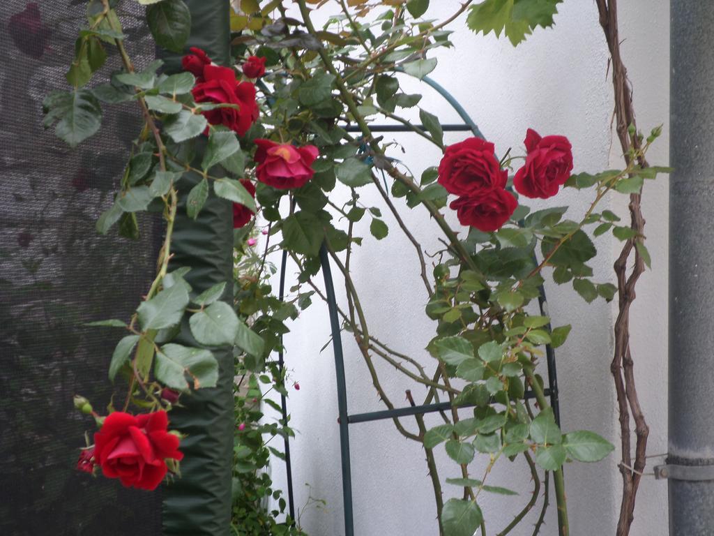 Guest House Dada Dubrovnik Exterior foto